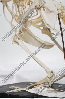 hen skeleton 0085